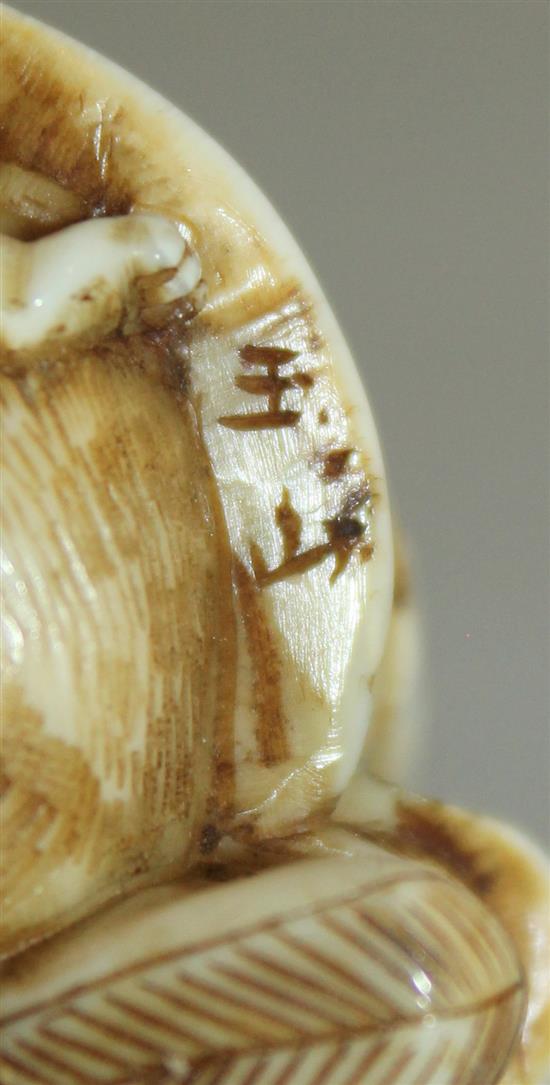 A Japanese walrus ivory netsuke of Shoki crushing two oni, signed Gyokuzan, Meiji period, 3.8cm